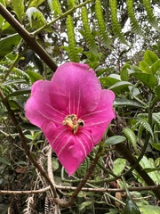 Symbolanthus anomalus