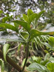 Symbolanthus anomalus