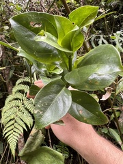 Symbolanthus anomalus