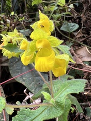 Calceolaria perfoliata