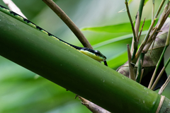 Dendrelaphis nigroserratus