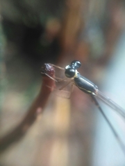 Protosticta gravelyi