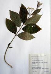 Vincetoxicum ascyrifolium