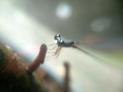 Protosticta gravelyi