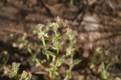 Ammannia cordata