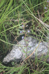 Neurotheca loeselioides