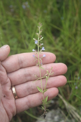 Neurotheca loeselioides