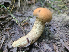 Leccinellum crocipodium