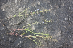 Neurotheca loeselioides