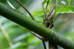 Dendrelaphis nigroserratus