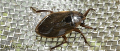 Appasus japonicus