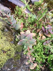 Hylotelephium maximum
