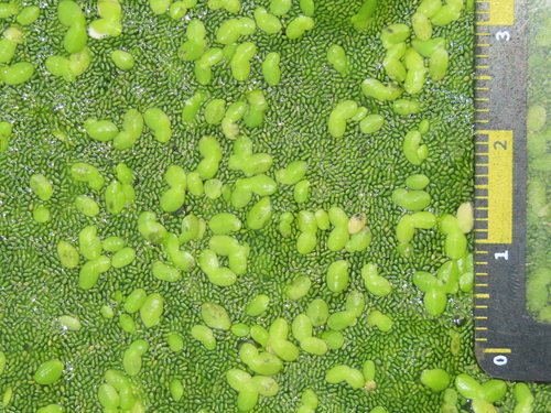 Image of Wolffia globosa by (c) chiuluan, some rights reserved (CC BY)