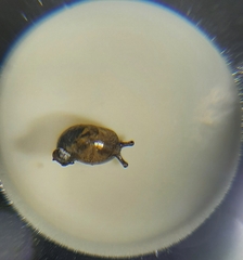 Succinea costaricana