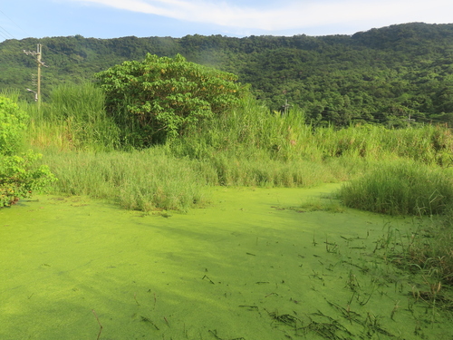 Image of Asian Watermeal (Wolffia globosa) by (c) chiuluan, some rights reserved (CC BY)