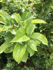 Malus domestica