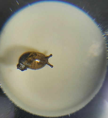 Succinea costaricana