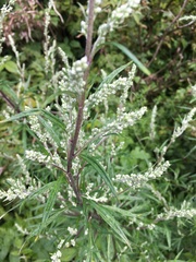 Artemisia vulgaris