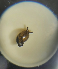 Succinea costaricana