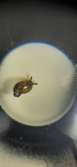 Succinea costaricana