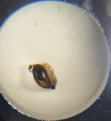 Succinea costaricana