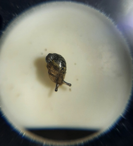 Succinea costaricana