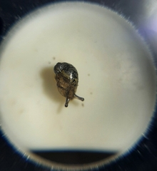 Succinea costaricana