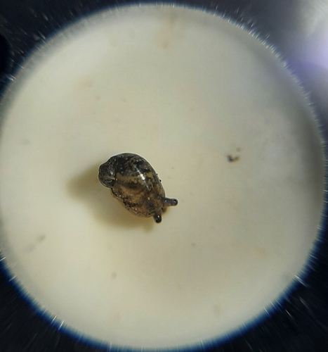 Succinea costaricana
