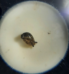 Succinea costaricana