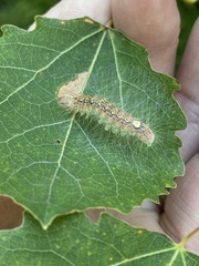 Acronicta megacephala