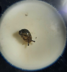 Succinea costaricana