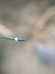 Protosticta gravelyi