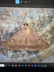 Zanclognatha lunalis