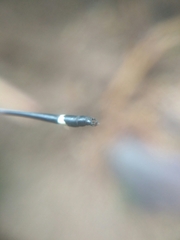 Protosticta gravelyi