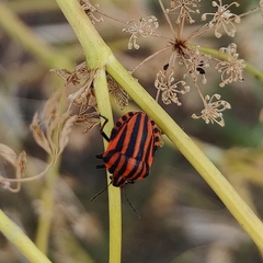 Graphosoma italicum italicum