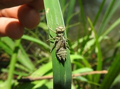 Sympetrum striolatum imitoides
