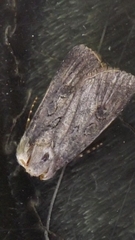 Agrotis segetum