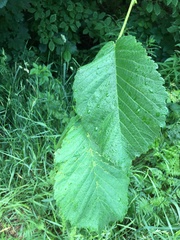 Ulmus glabra