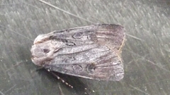 Agrotis segetum