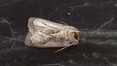 Agrotis segetum