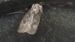 Agrotis segetum
