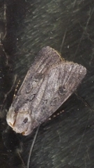 Agrotis segetum