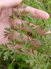 Peucedanum alsaticum