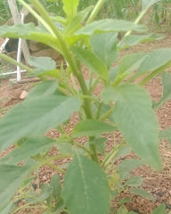 Amaranthus viridis
