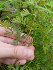 Peucedanum alsaticum