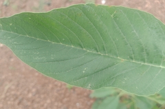 Amaranthus viridis