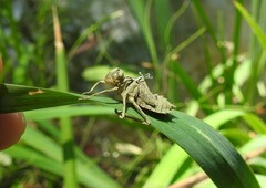Sympetrum striolatum imitoides