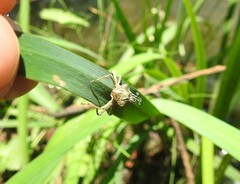 Sympetrum striolatum imitoides