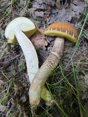 Leccinellum crocipodium