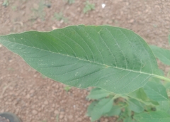 Amaranthus viridis